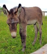 donkey foal on the pasture