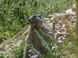 Alpine Marmot