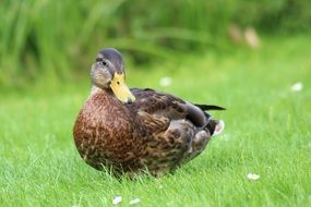 Colorful, beautiful and cute wild mallard on the green meadow