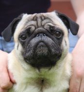 White and black pug