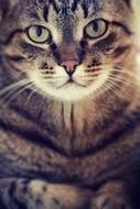 domestic tabby cat with green eyes close-up