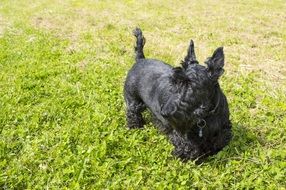 black scottish terrier on a green lawn