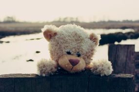 light brown teddy bear outdoor