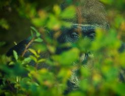 Gorilla in animal world