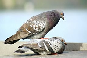 beautiful and amazing Pigeons Birds