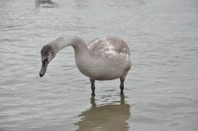 wonderful brown Swan