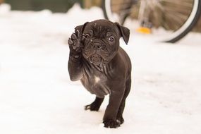 Bulldog Puppy Paw