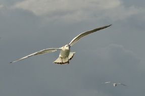 Bird Seagull in flight close-up