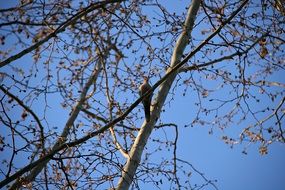 bird on the tree in spring