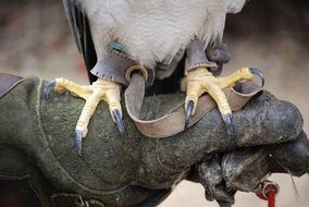 Talons of the bird