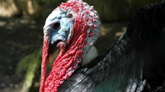 turkey in the animal world