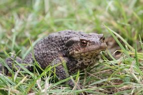 Toad in the green grass in spring