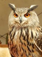portrait of a brown owl with yellow eyes