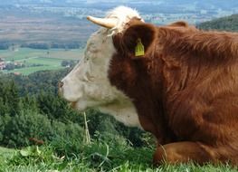 brown cow in the pasture
