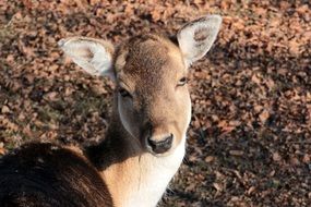 young fallow deer in wildlife