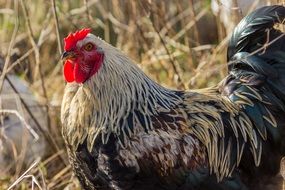 free range farm chicken