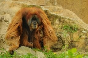 photo of red orangutan