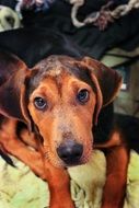 Puppy of a Schillerstovare