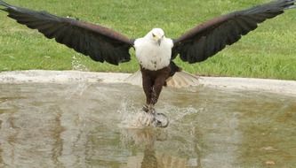 Bald Eagle in the nature in reserve