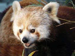 Portrait of the cute, beautiful and colorful Red Panda