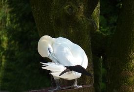 big white bird among the trees