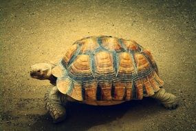 Turtle on a sand