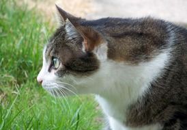 creeping domestic cat
