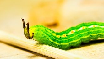 crawling green caterpillar with horns