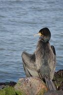 Cormorant on stone at water, seabird back view