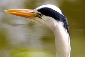 Heron Bird head close up