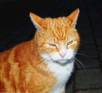 Cute orange cat with closed eyes