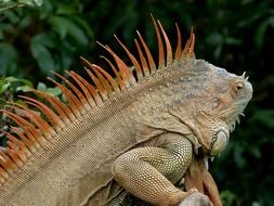 iguana with thorns in the wild