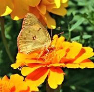 Yellow Butterfly on the marigold flower