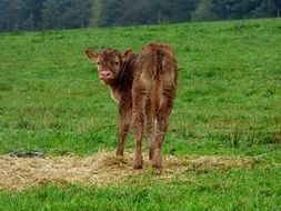 Little Calf on a pasture