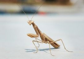 mantis in Greece