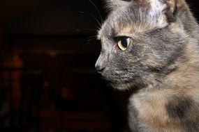 spotted cat profile on a dark background