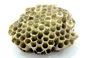 wasp nest on white surface