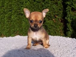 sweet chihuahua puppy
