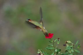 Hummingbird Feeding at red Flower