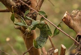 barbed leaf insect