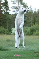 White Shepherd dog jumps