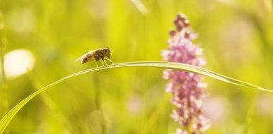 bee on a flat blade of grass