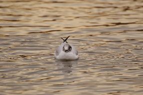 Seagull on water