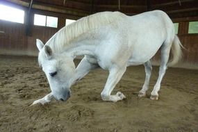 cute white horse kneeling