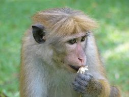 monkey with a small flower close up