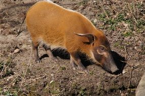 brown pig with long ears in the mud