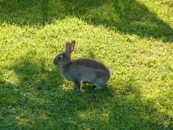 eared gray hare on green grass