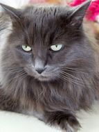 fluffy gray kitten with adorable eyes