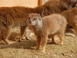 cute yellow mongoose