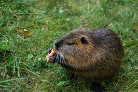 water rat or nutria